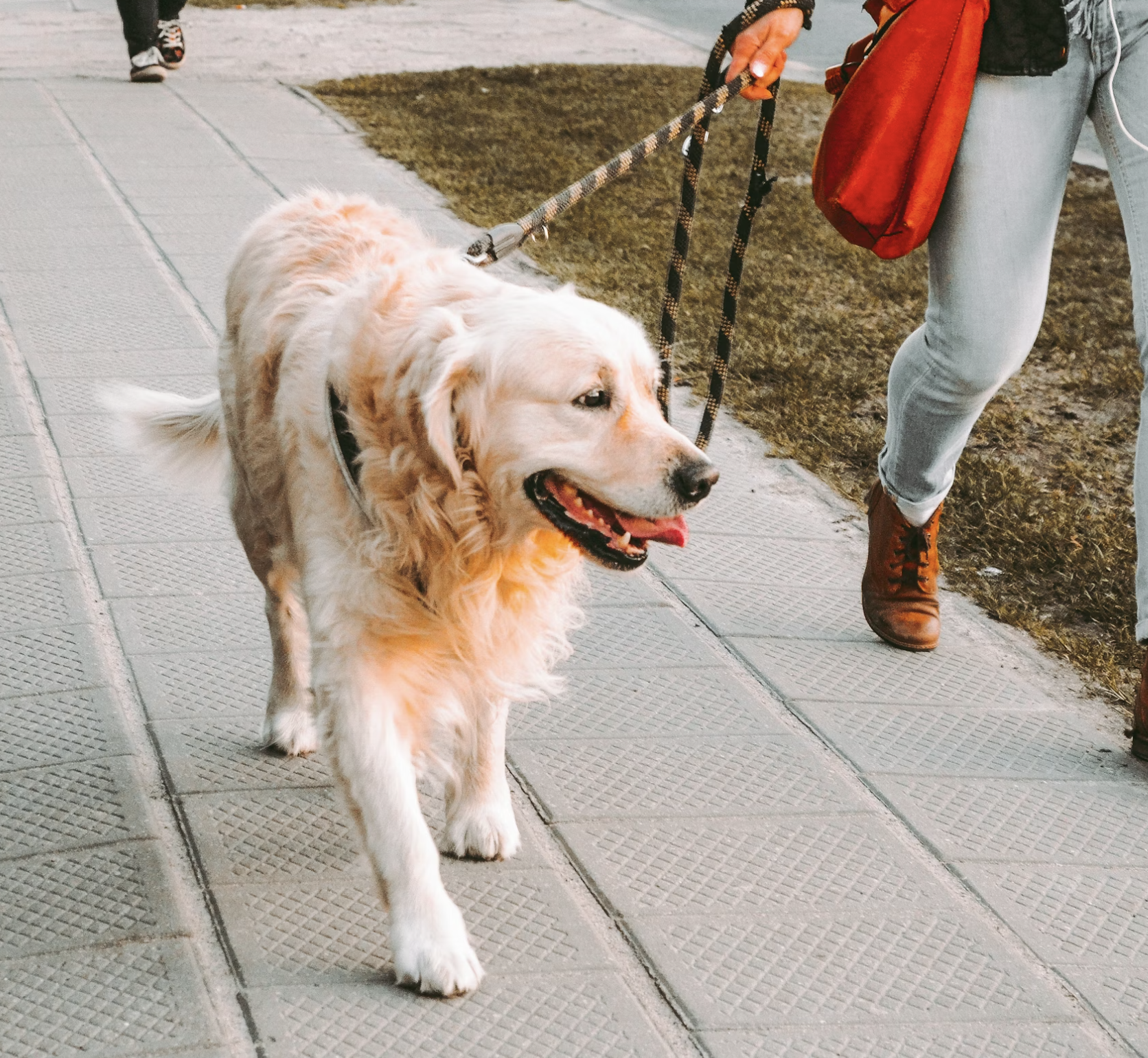 A friend holding a happy golden dog